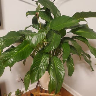 Peace Lily plant in Yonkers, New York