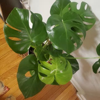 Monstera plant in Yonkers, New York