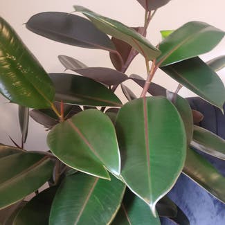 Rubber Plant plant in Yonkers, New York