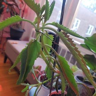 Mother of Thousands plant in Yonkers, New York