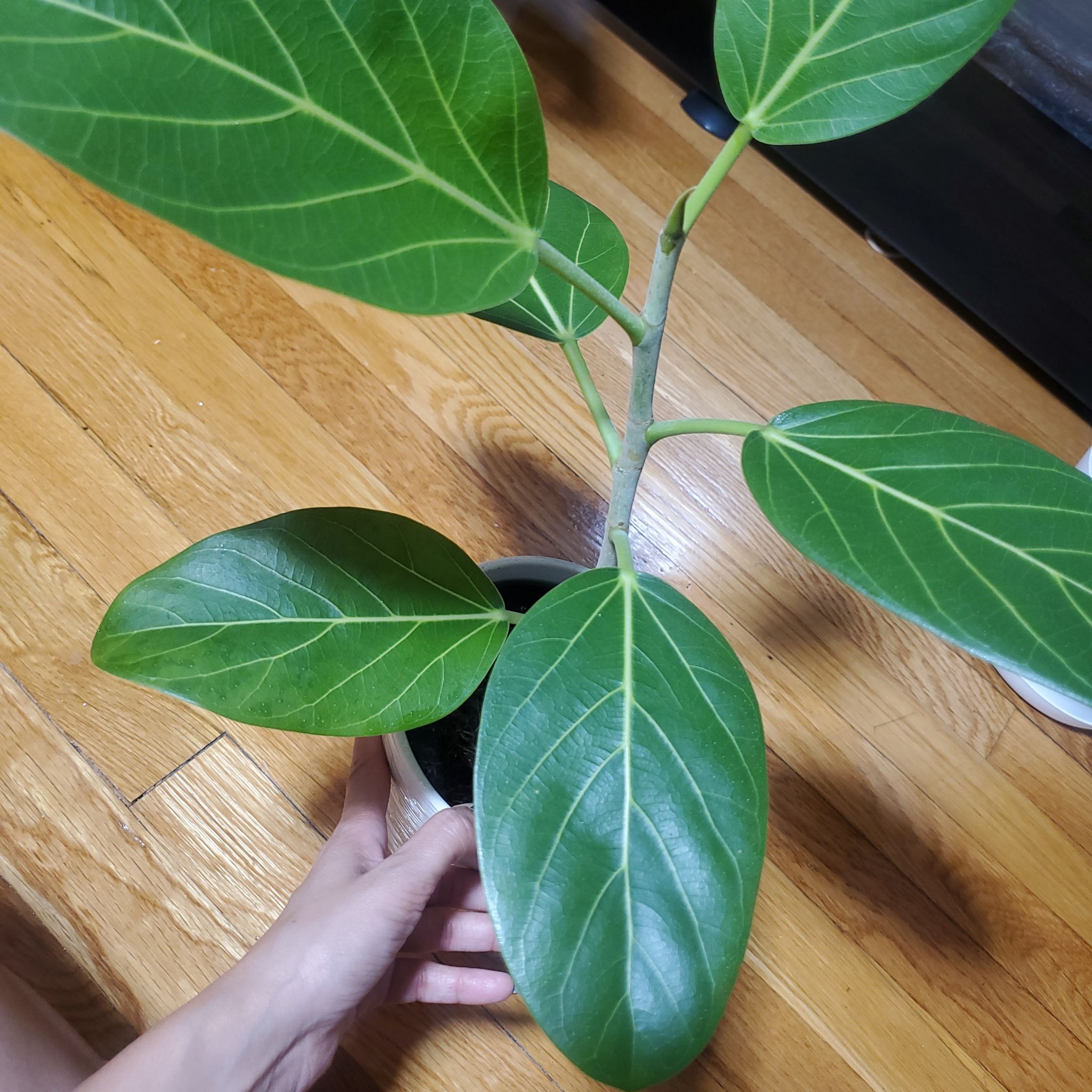 Photo of the plant species Audrey Ficus by @VeganSunshine named Lucy on Greg, the plant care app