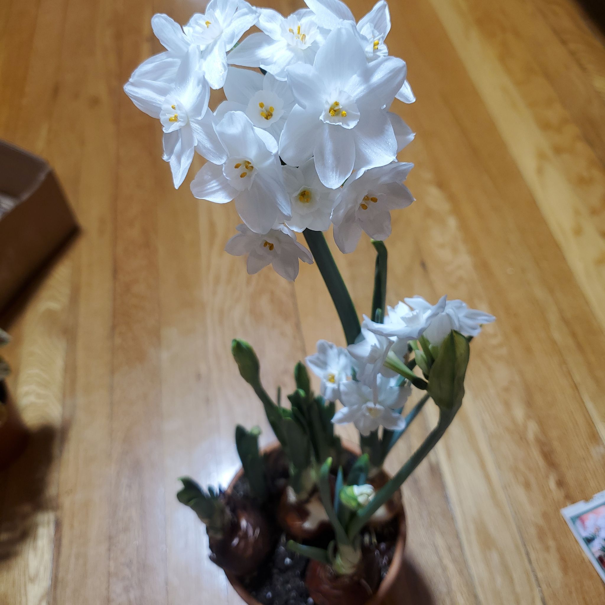 Paperwhite plant with white flowers blooming in a pot, soil visible.