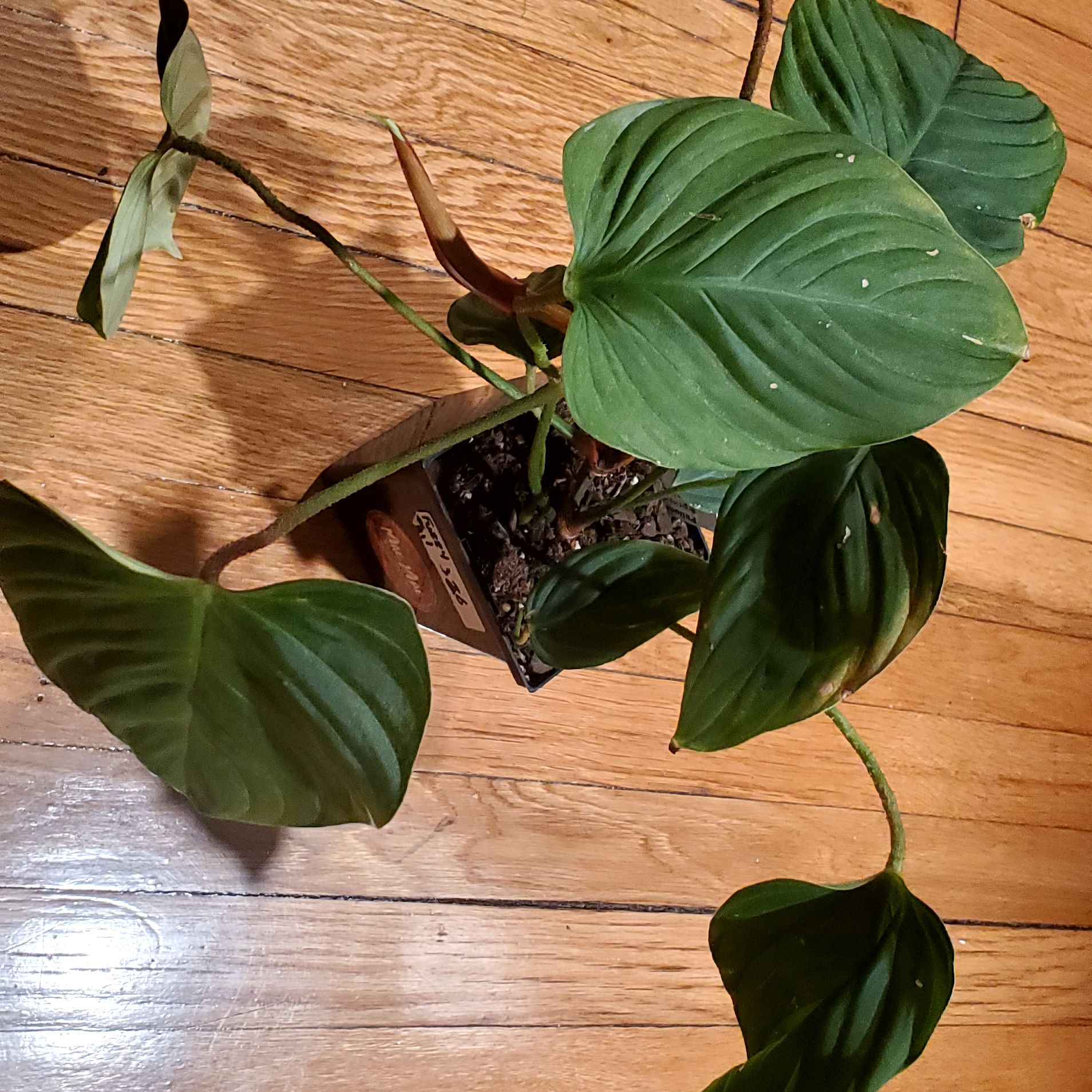 Philodendron nangaritense plant with large green leaves in a pot on a wooden floor.