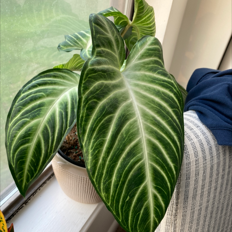 Caladium lindenii 'Magnificum' plant with large green leaves and white veins in a pot by a window.