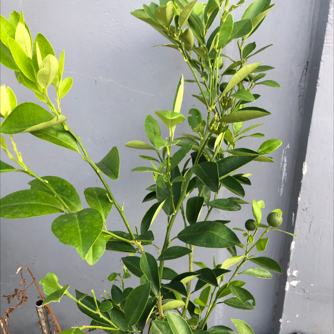 Healthy Mock Orange plant with green leaves against a gray background.