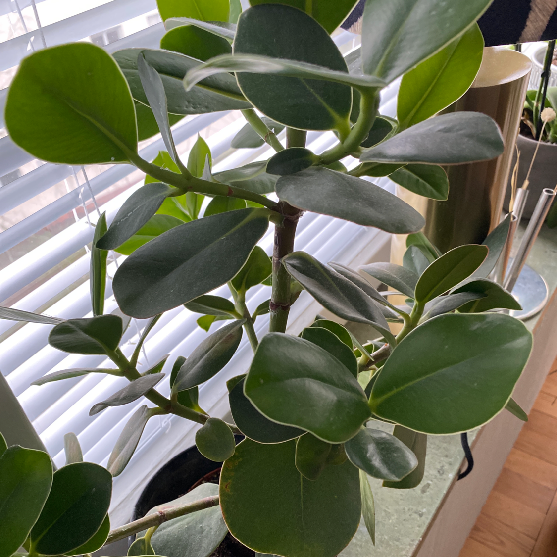 Healthy Autograph Tree with thick, glossy leaves near a window.