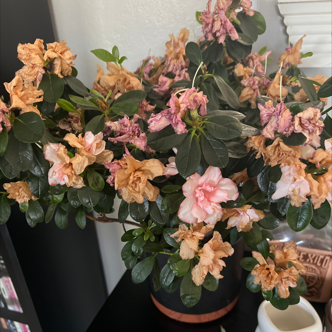 Potted Alpenrose plant with wilted and discolored flowers.