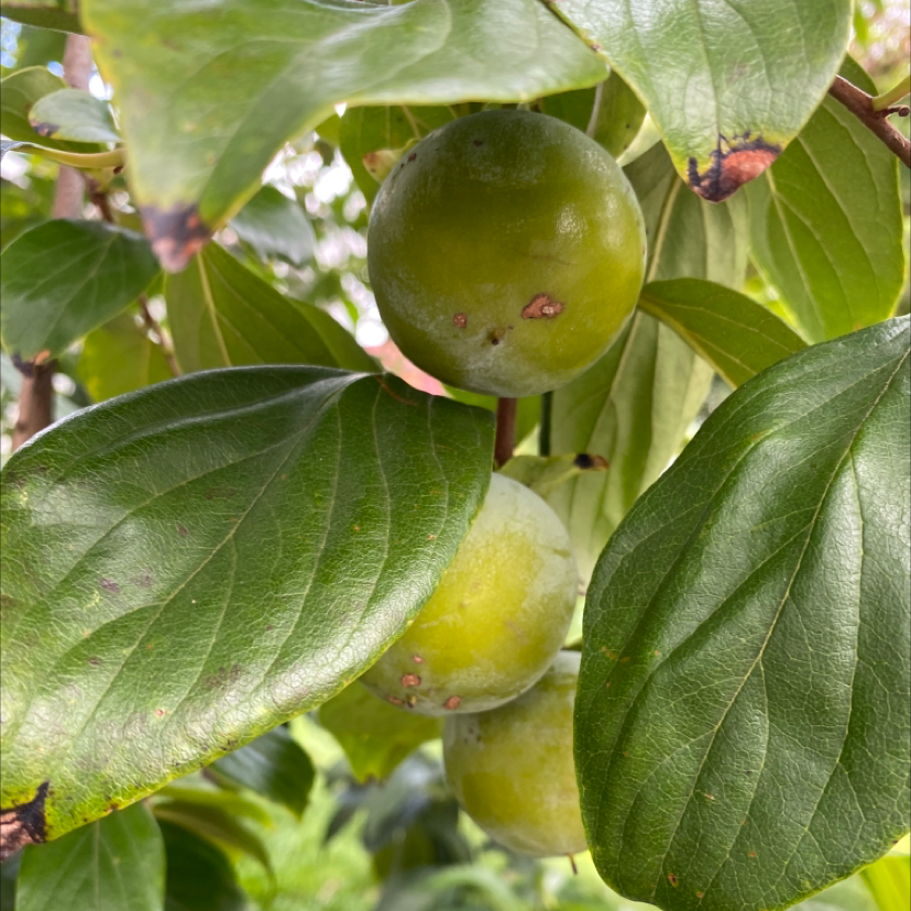 Japanese Persimmon plant with green fruits and some browning leaves.