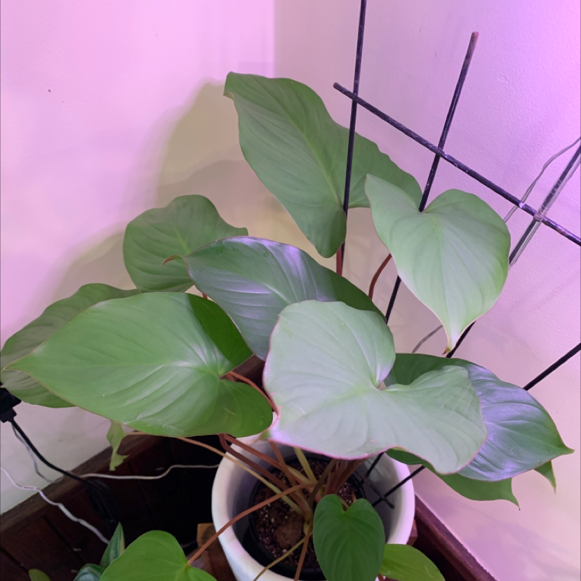 Homalomena Maggy plant in a pot with broad, green leaves and visible soil.
