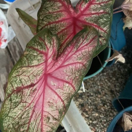 Photo of the plant species Caladium 'Angel Wings' by @CutePandan named angel on Greg, the plant care app