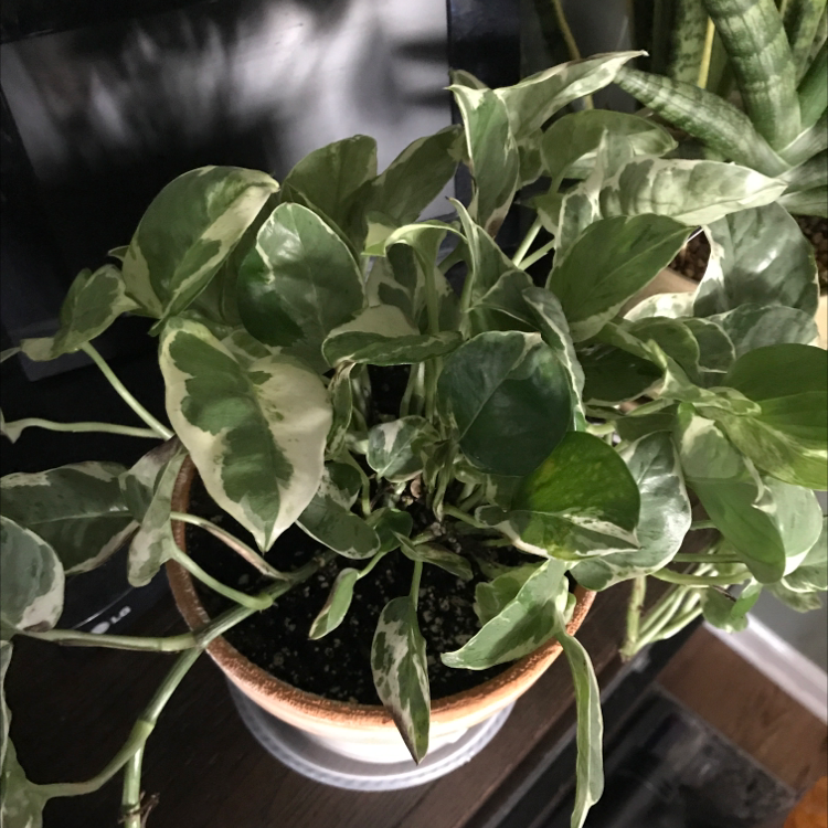A thriving golden pothos plant with lush variegated leaves in shades of green, yellow and white, in a terracotta pot.