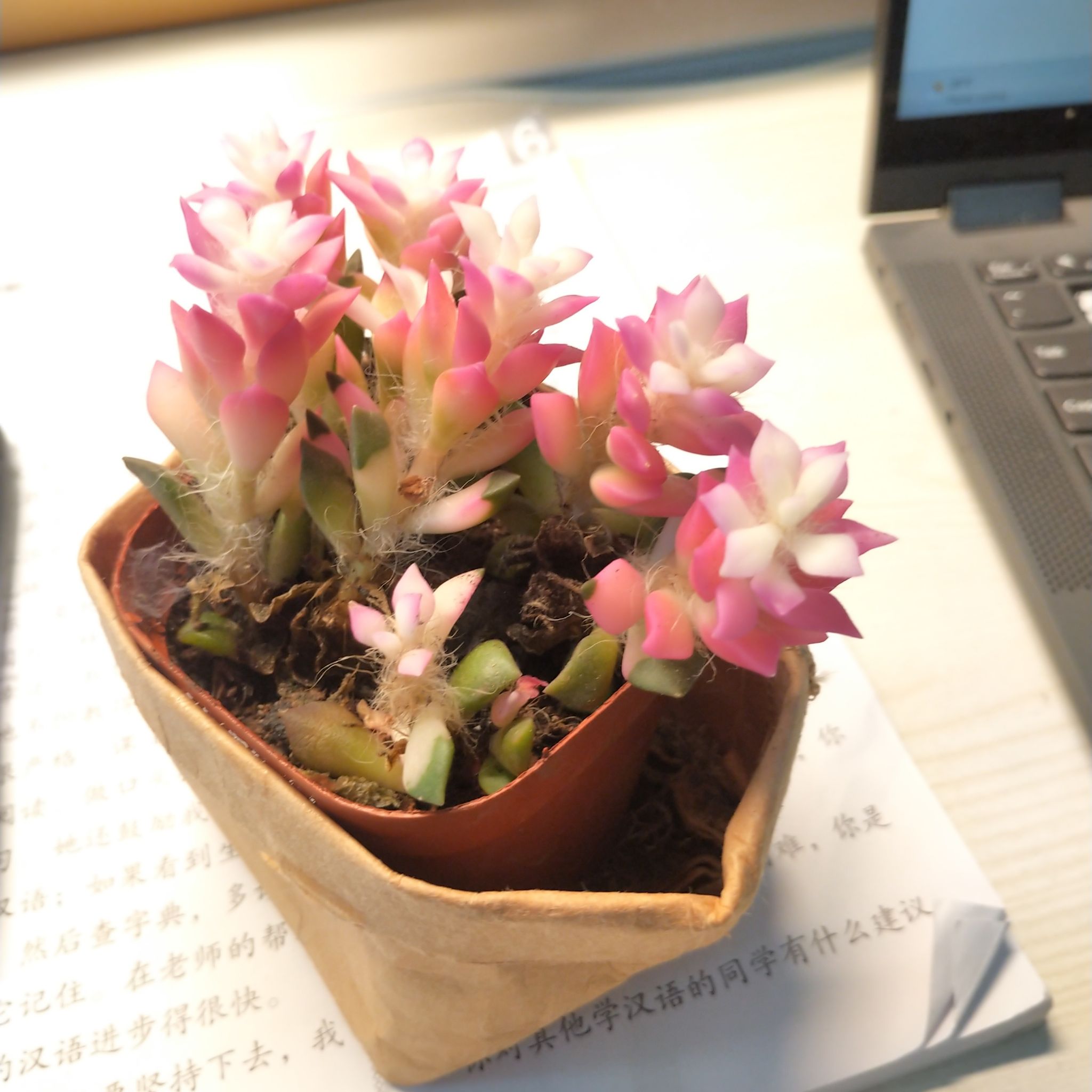 Photo of the plant species White Turmeric by @TopGarlic named Jewel on Greg, the plant care app