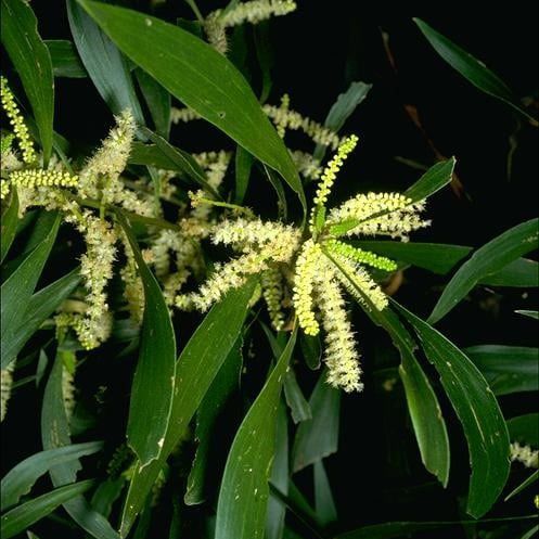 Photo of the plant species Long-Leaved Wattle by @PivotalPandan named Forrest on Greg, the plant care app