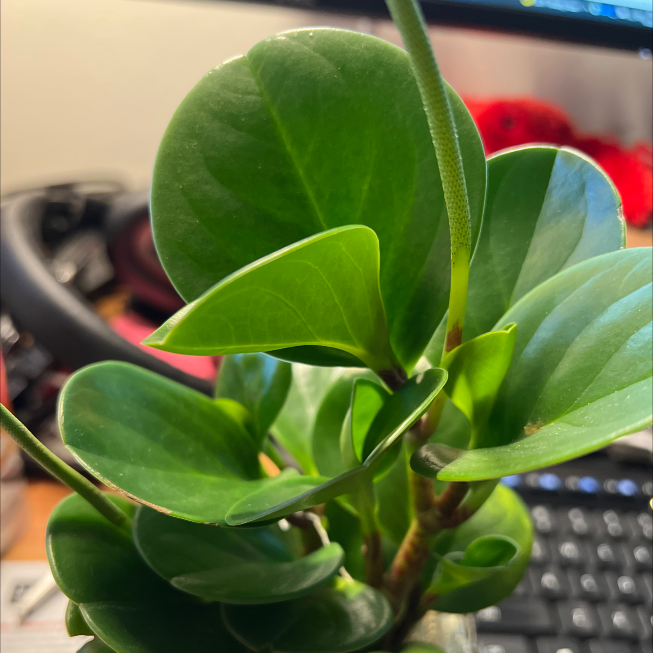 Healthy Peperomia Thailand plant with vibrant green leaves.