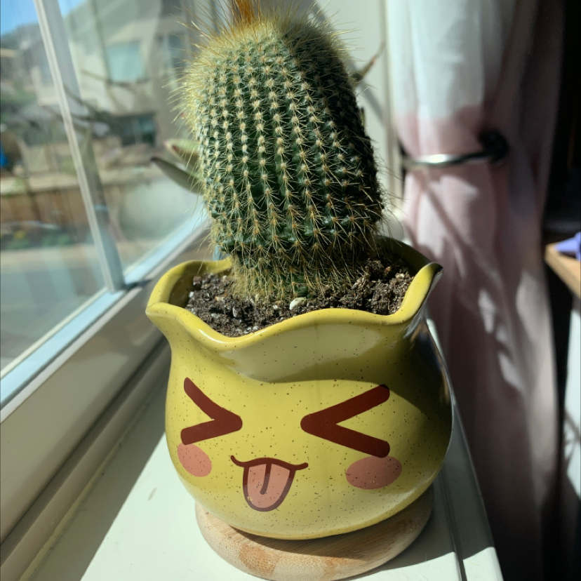 Silver Ball Cactus in a decorative pot on a windowsill.