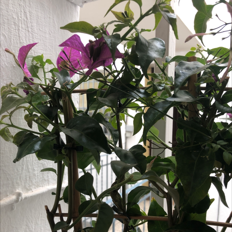 Bougainvillea plant with purple bracts and green leaves, supported by stakes.