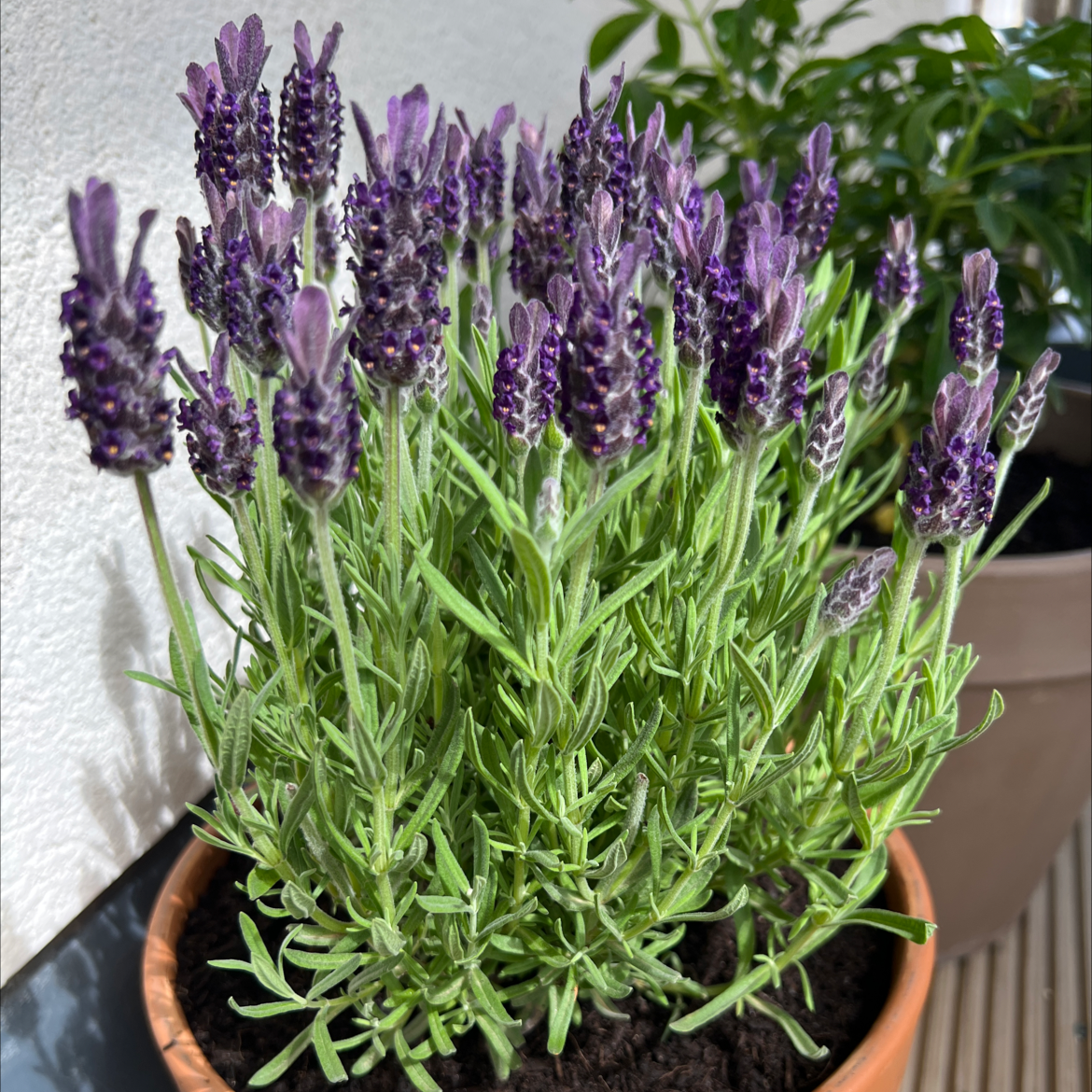 A healthy potted lavender plant with vibrant purple flowers and green foliage.
