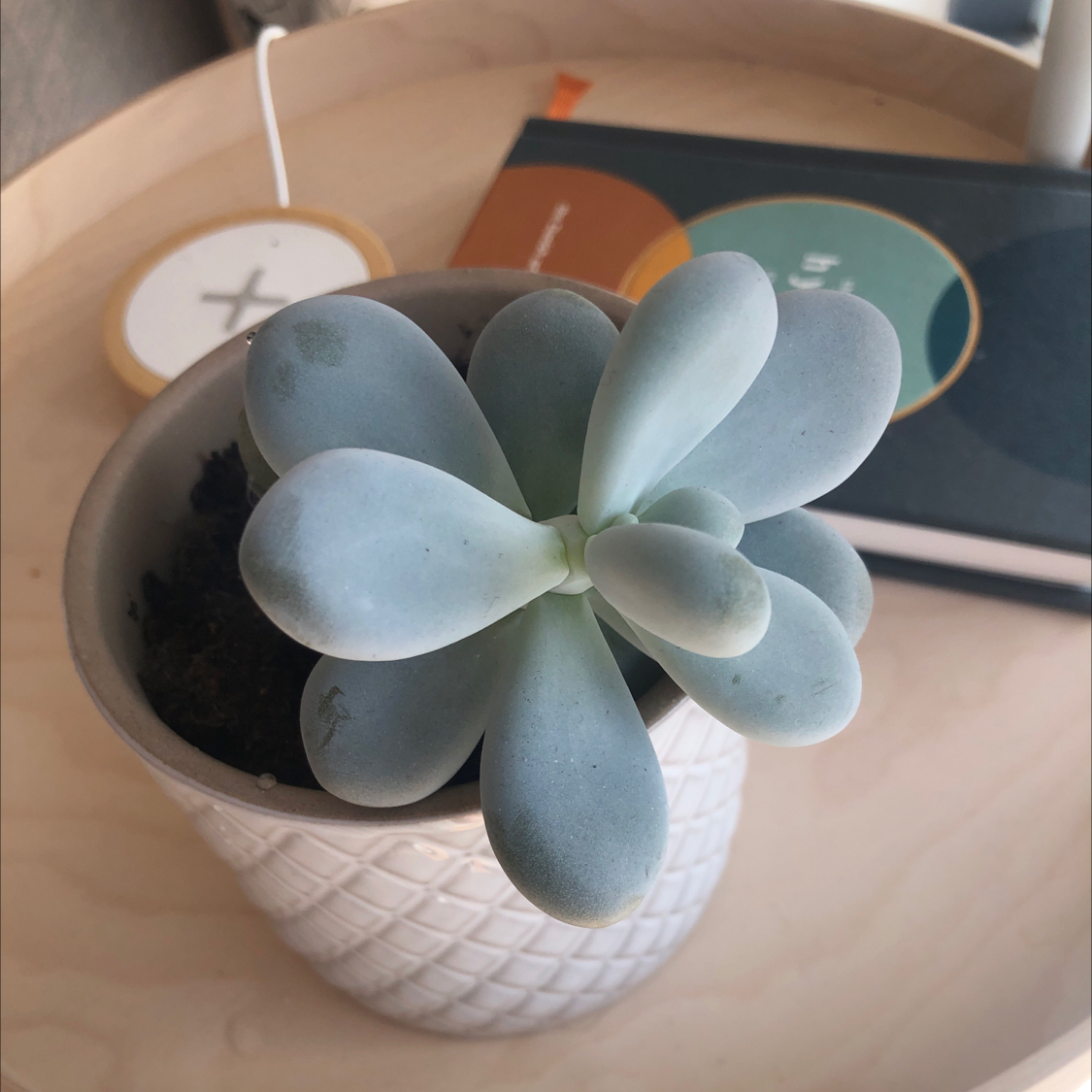 Photo of the plant species Moonstone by @Heyitsmike named Mr Bean on Greg, the plant care app