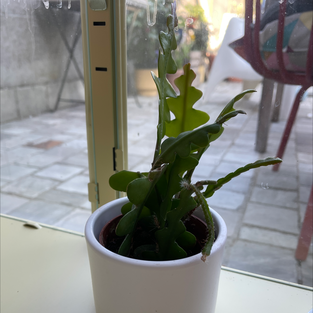 Fishbone Cactus in a white pot on a windowsill with a patio background.