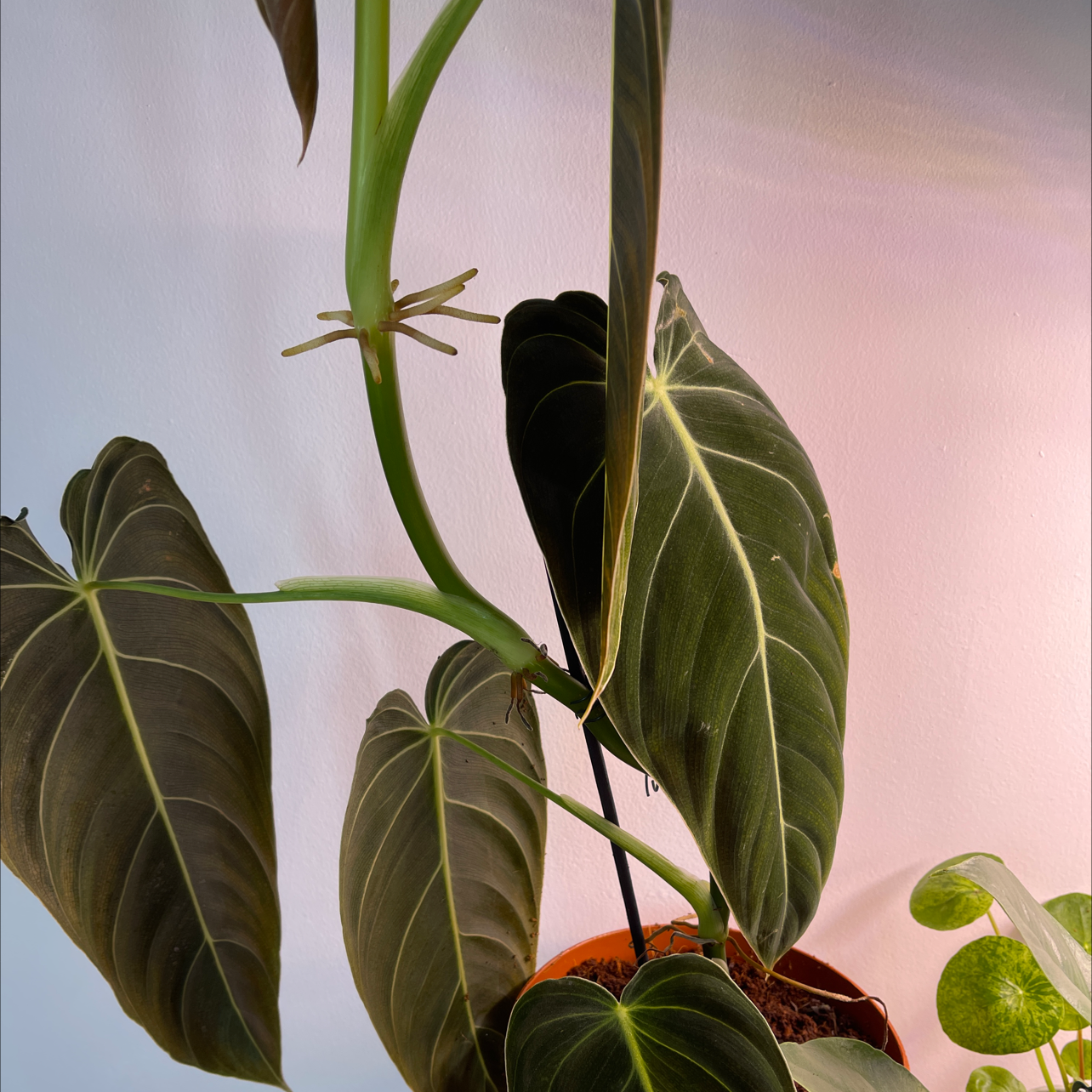 Black Gold Philodendron with dark green leaves and prominent veins, partially visible soil.