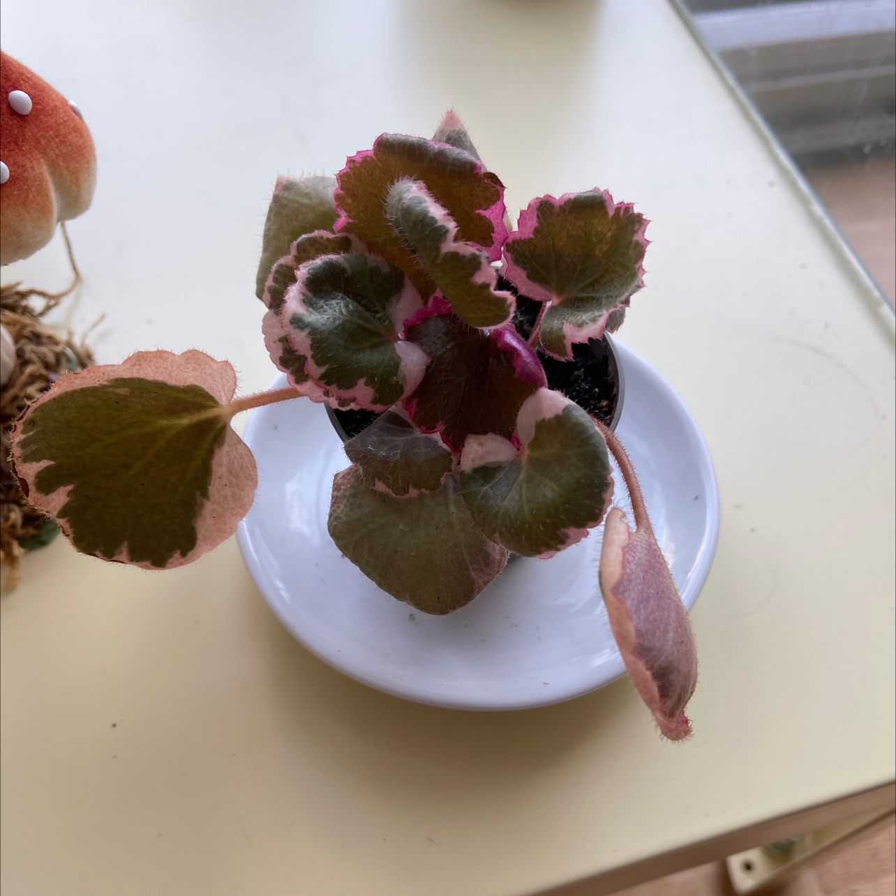 Strawberry Begonia plant with variegated leaves in a small pot on a white saucer.