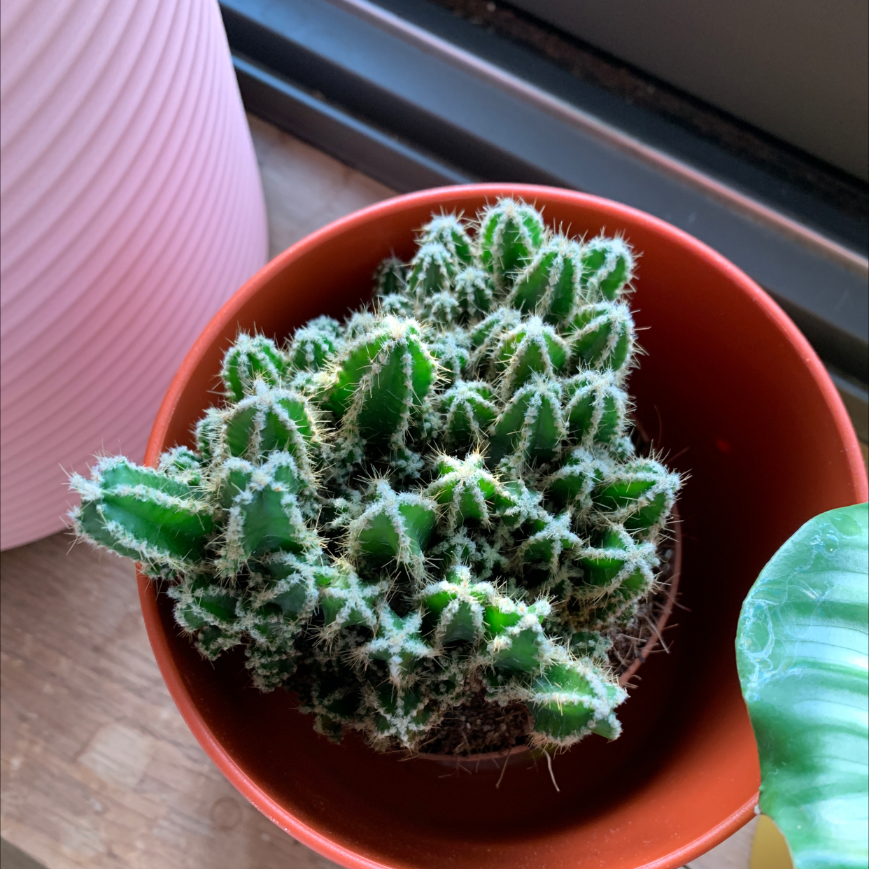 Photo of the plant species Fairy Castle Cactus by @martepurnelle named Kahlo on Greg, the plant care app