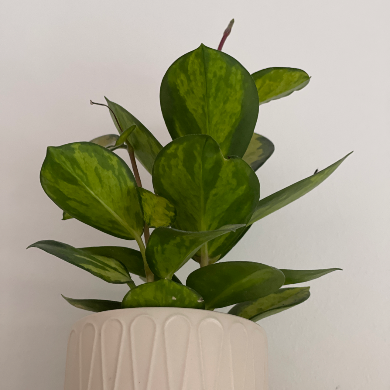 Hoya 'Lisa' plant in a decorative pot with healthy green variegated leaves.