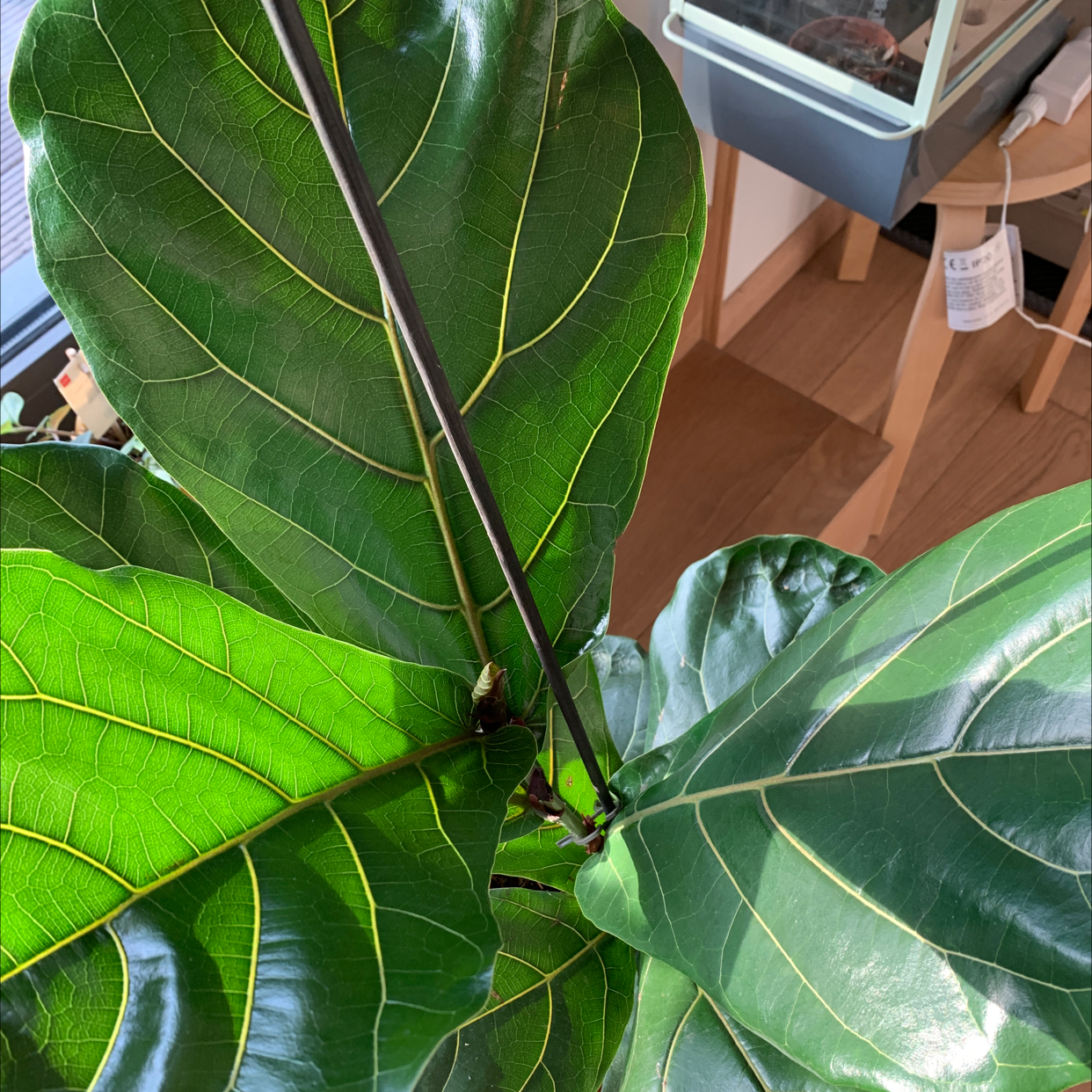 Fiddle Leaf Fig plant photo by @martepurnelle named Rousseau on Greg, the plant care app.