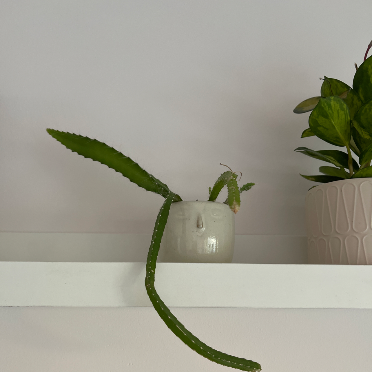 Dog Tail Cactus in a small pot on a shelf with another plant in the background.