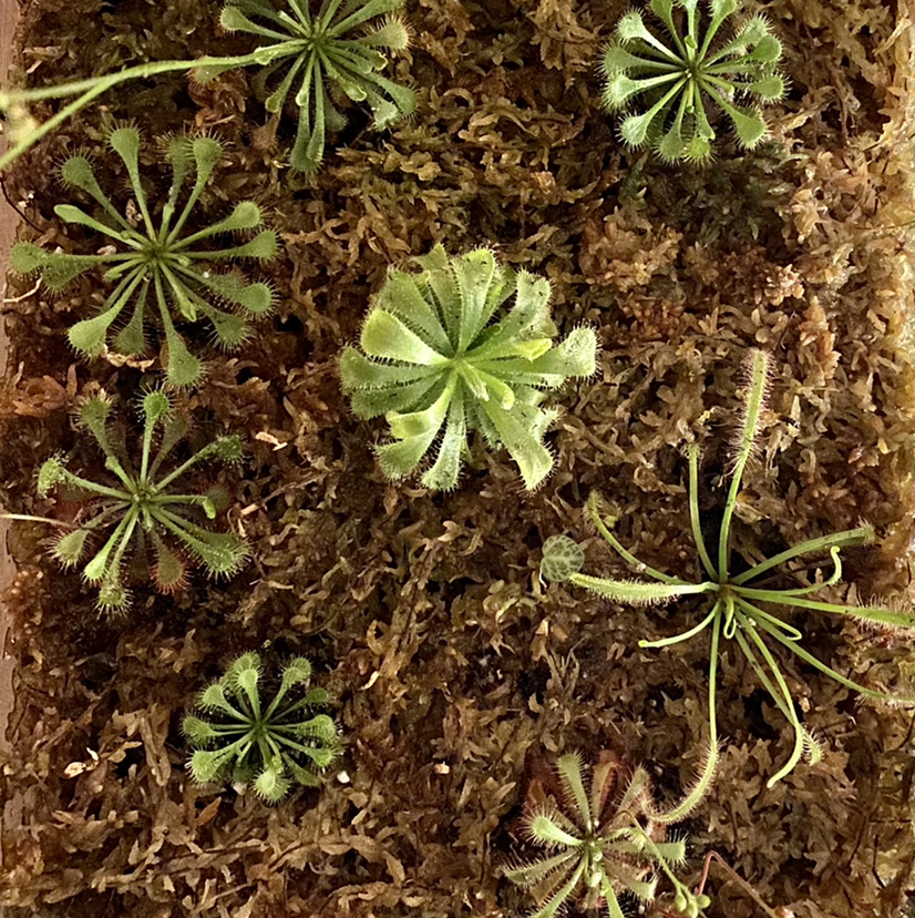 Spoon-Leaved Sundew plant photo by @casacass named Senate on Greg, the plant care app.