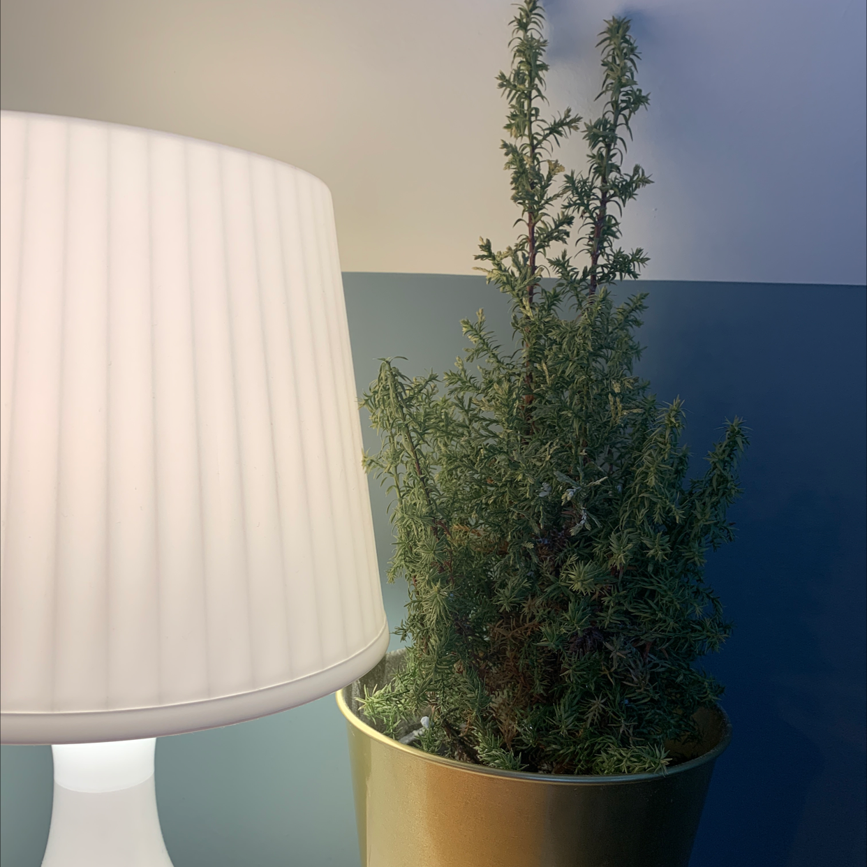 Potted English Yew plant next to a lamp, appearing healthy.