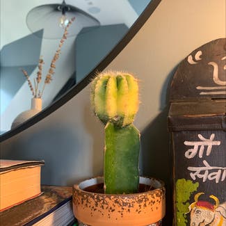 Moon Cactus plant in Beaconsfield, England