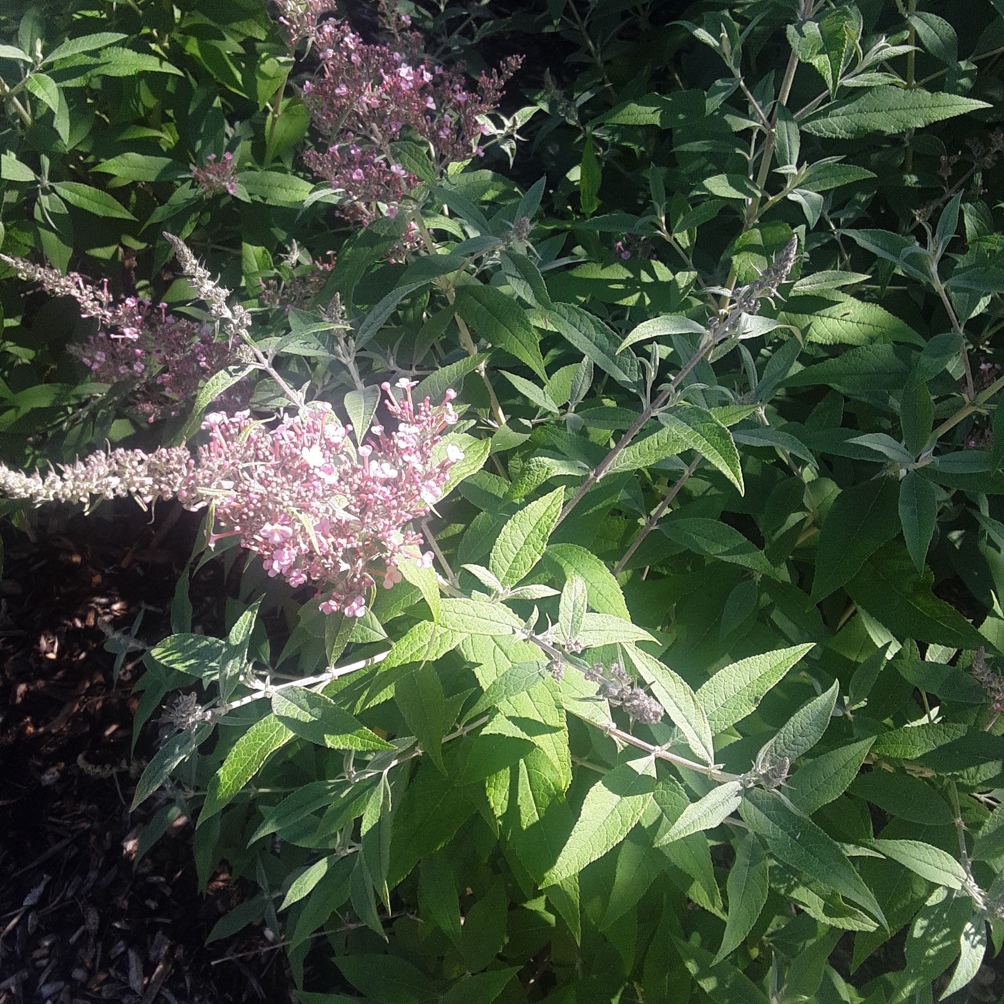 Orange Eye Butterflybush with pink flowers and green leaves in good health.
