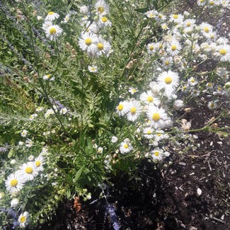 Annual Fleabane plant in Somewhere on Earth