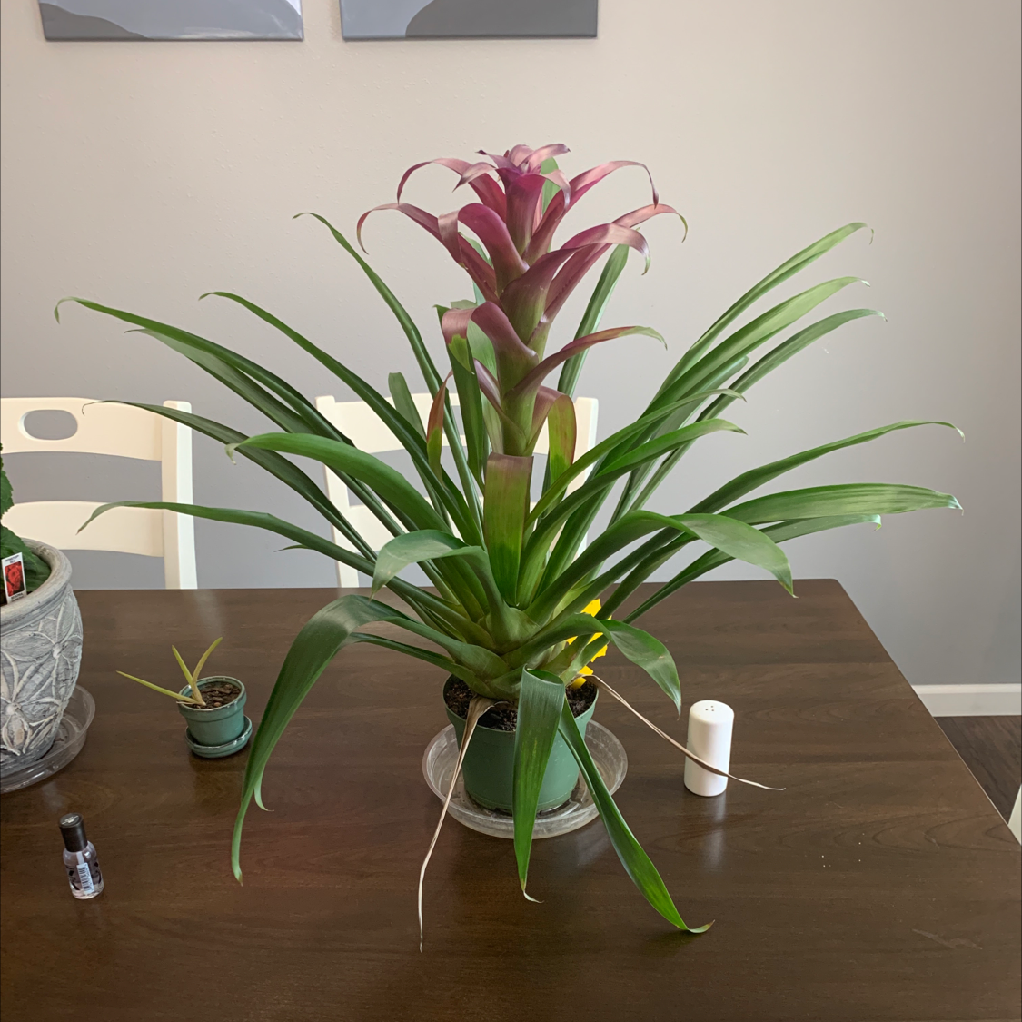 Droophead Tufted Airplant plant photo by @Tiak143 named Austen on Greg, the plant care app.