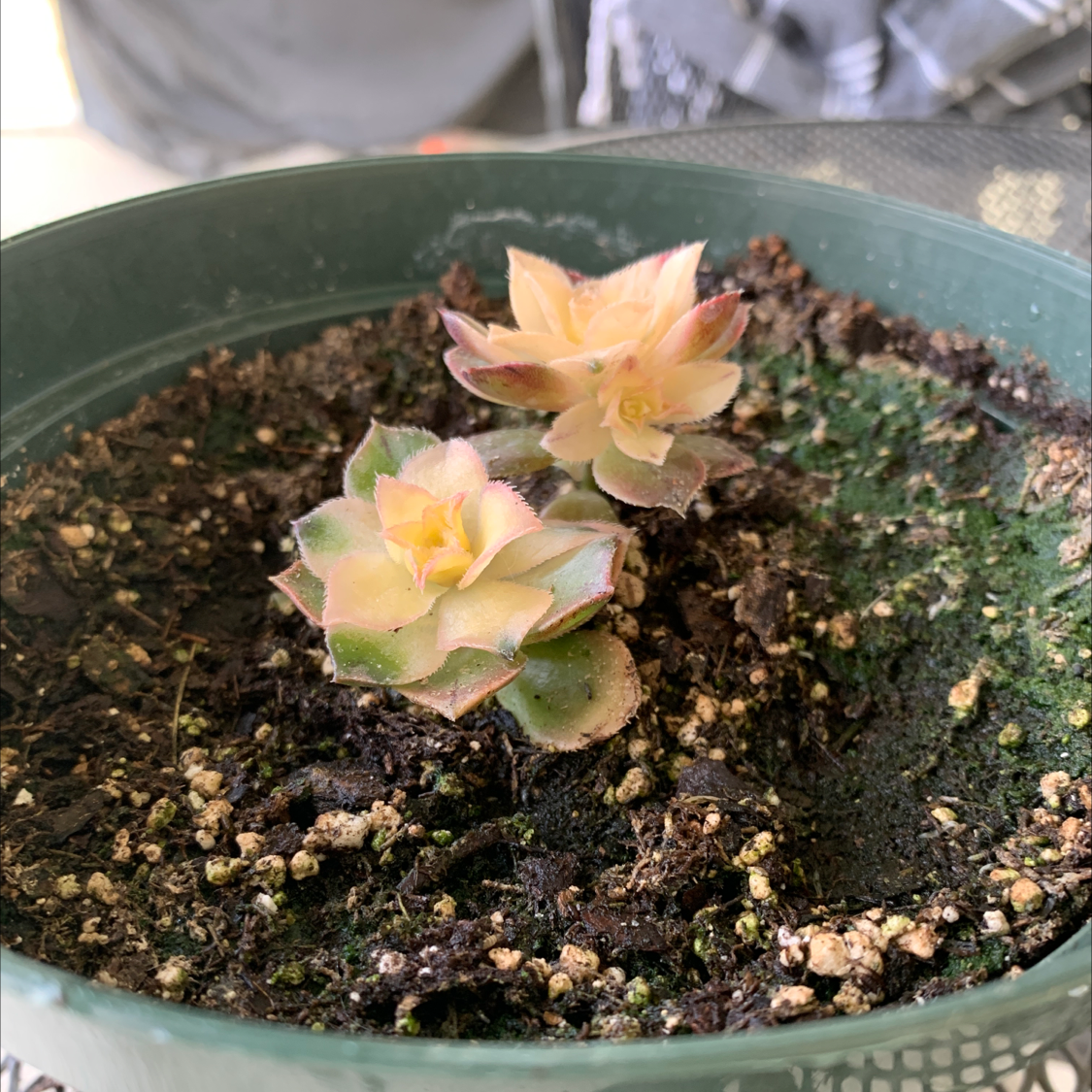 Hens and Chicks plant photo by @Tiak143 named Orwell on Greg, the plant care app.