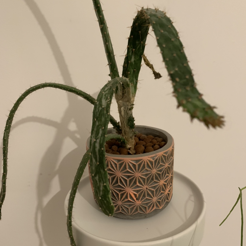 Drooping Prickly Pear plant in a decorative pot with drooping segments and visible spines.