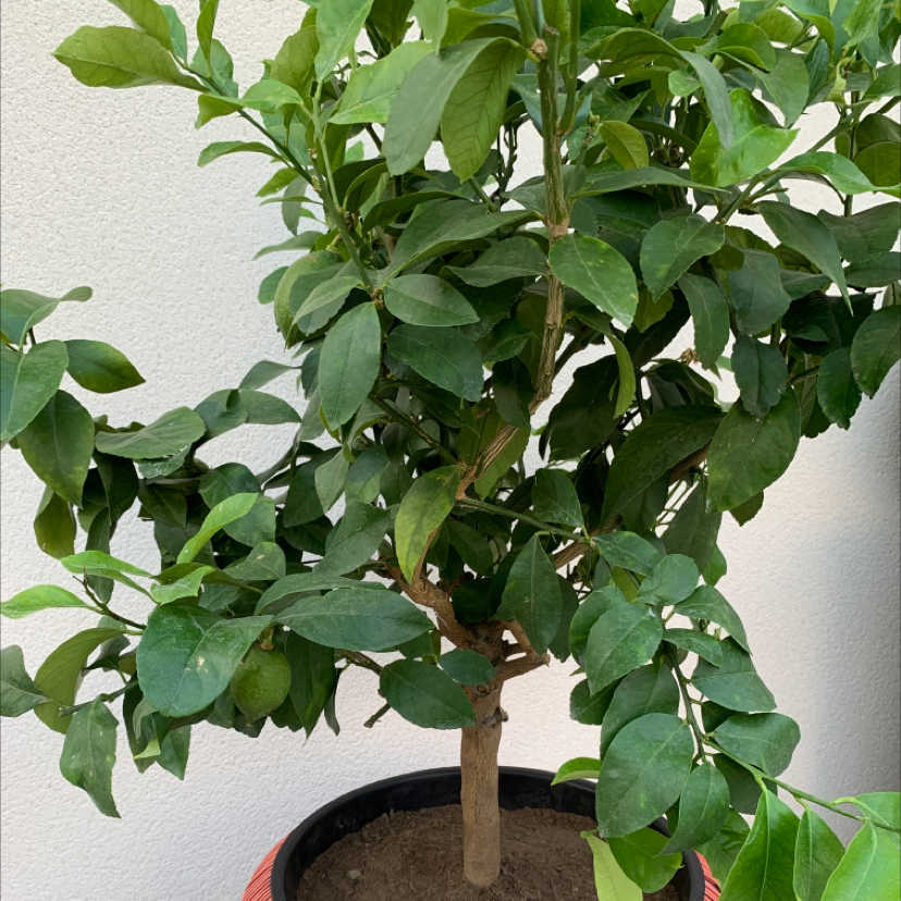 Photo of the plant species Lemon by @aurelien named Esteban on Greg, the plant care app
