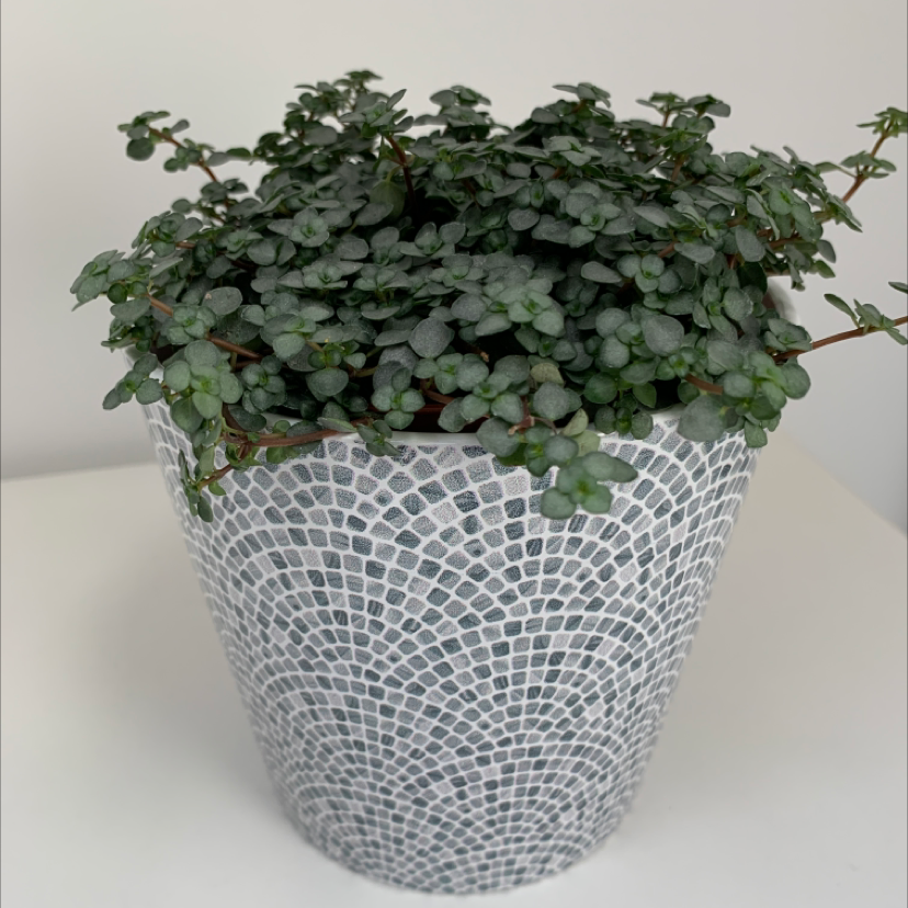 Photo of the plant species Silver Spa by @aurelien named Naomi on Greg, the plant care app