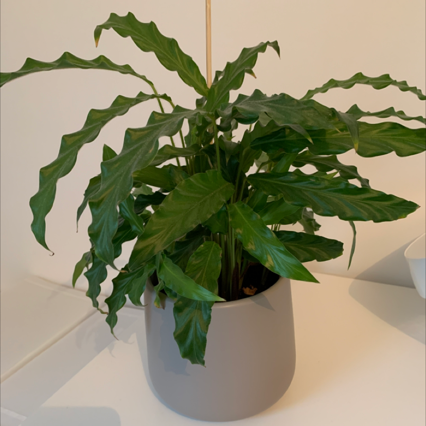 Furry Feather Calathea plant in a pot with healthy green leaves.