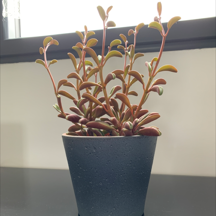 Photo of the plant species Ruby Glow Peperomia by @aurelien named Mollie on Greg, the plant care app