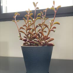 Ruby Glow Peperomia plant