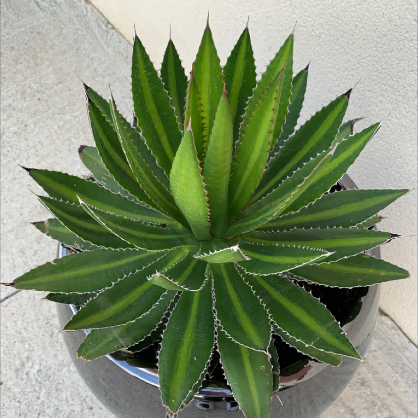 Photo of the plant species Thorn-Crested Century Plant by @aurelien named Mando on Greg, the plant care app