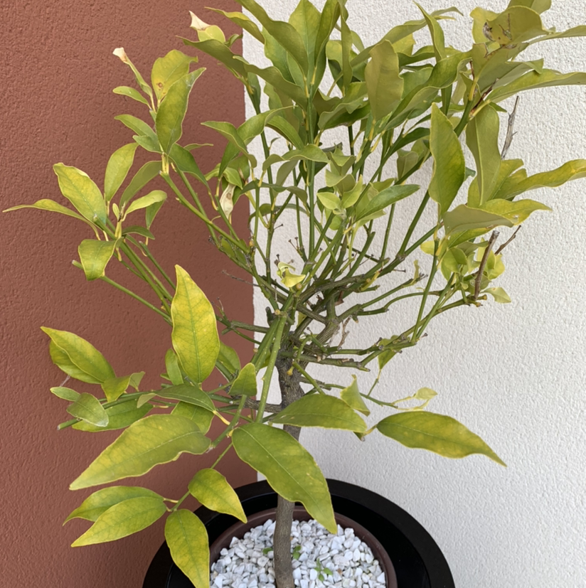 Photo of the plant species Oval kumquat by @aurelien named Bodhi on Greg, the plant care app