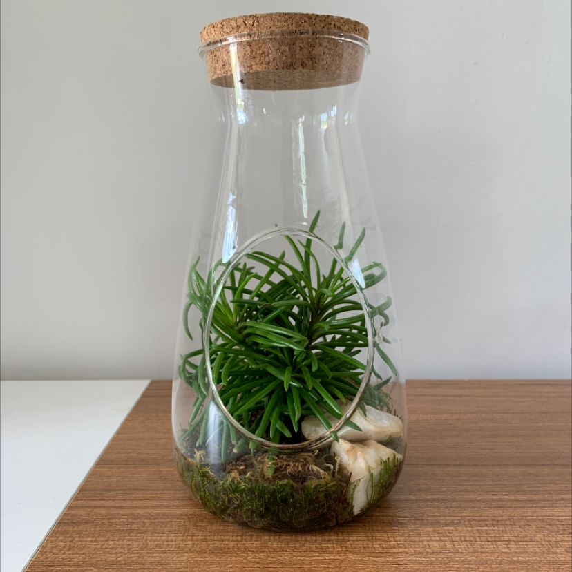 Siberian Sea Thrift plant in a glass terrarium with a cork lid, healthy green leaves.