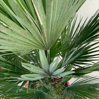 European Fan Palm plant in Bédée, Bretagne