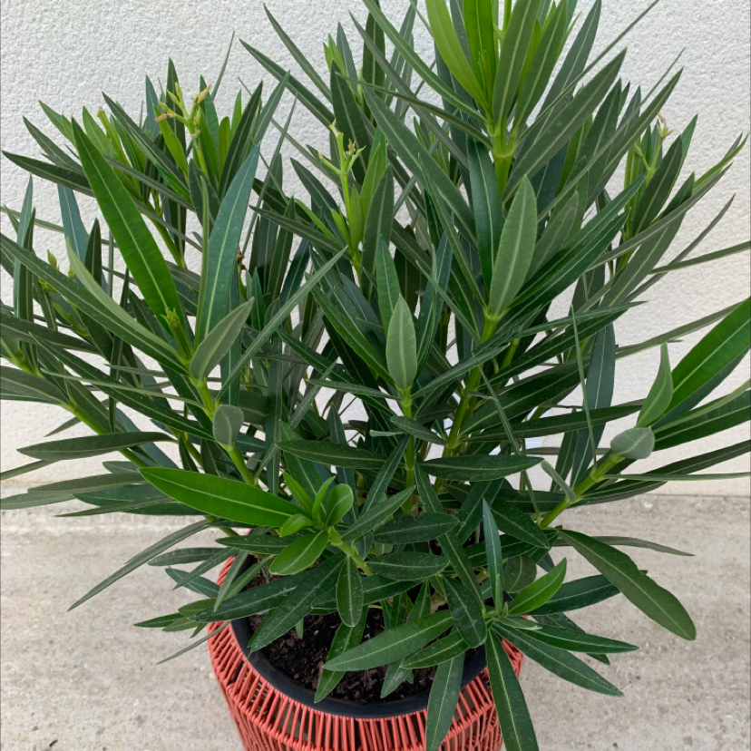 Best Soil for Oleander