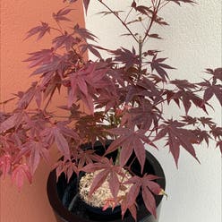 Japanese Maple plant