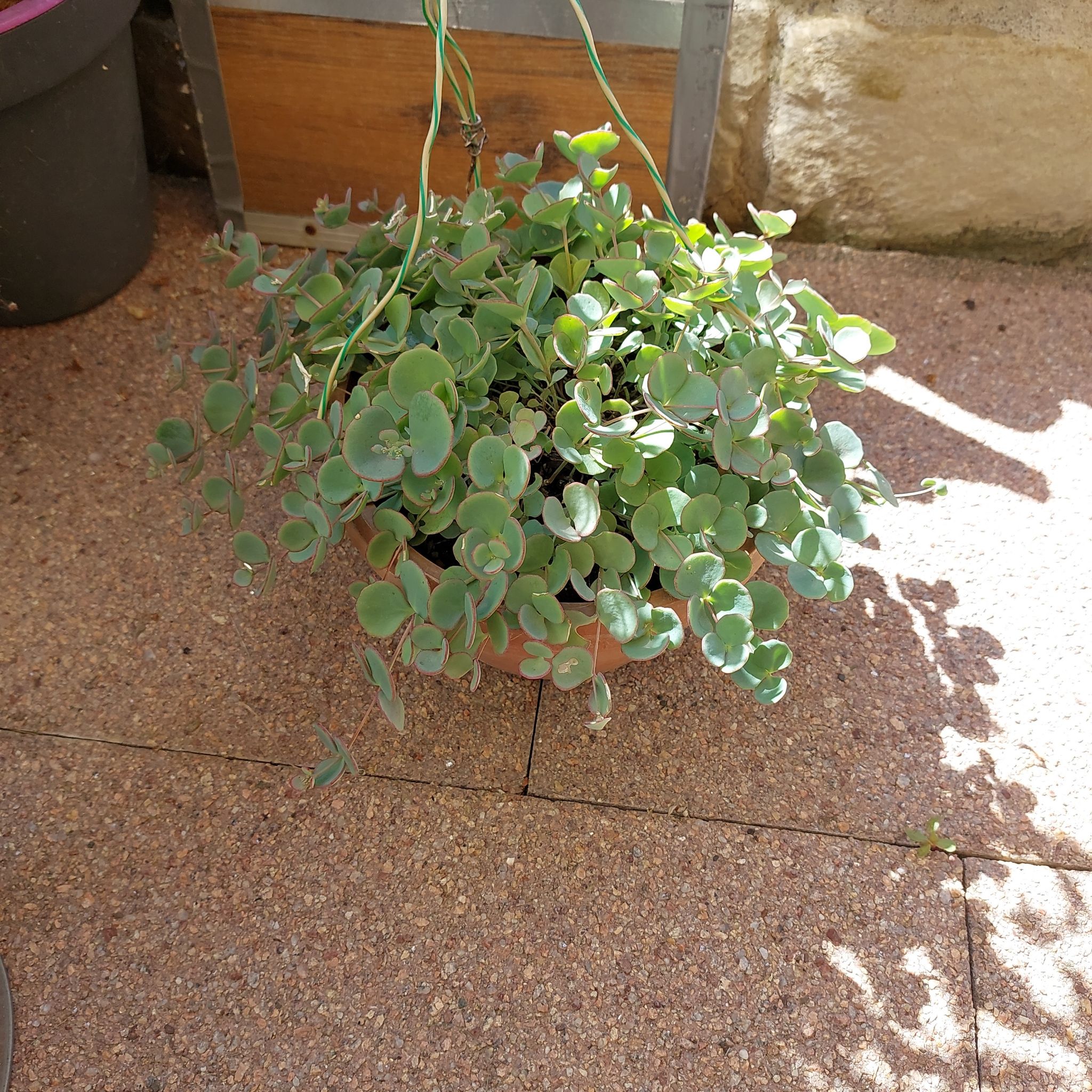 Healthy October Daphne plant in a pot with small, round leaves.