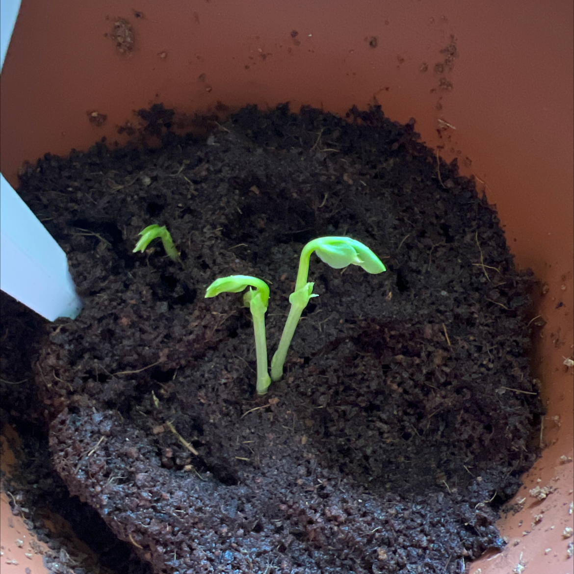 Young green bean seedlings emerging from soil in a pot.